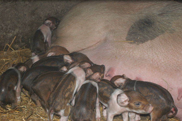 DSC08280 - porci