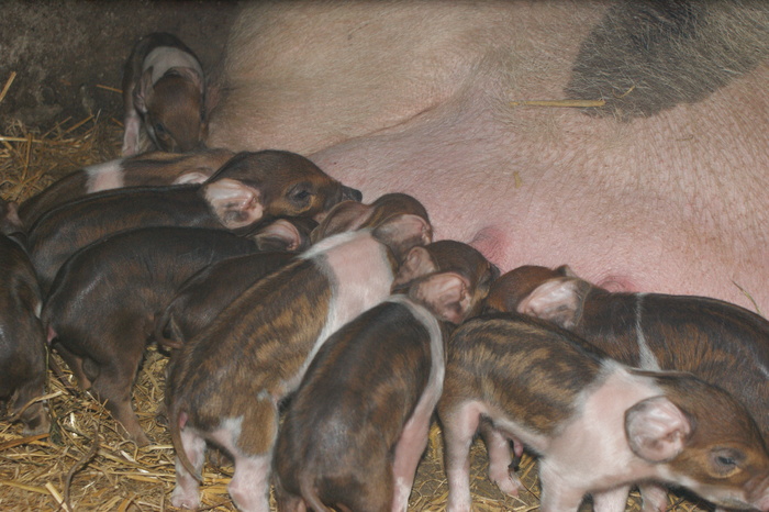 DSC08281 - porci