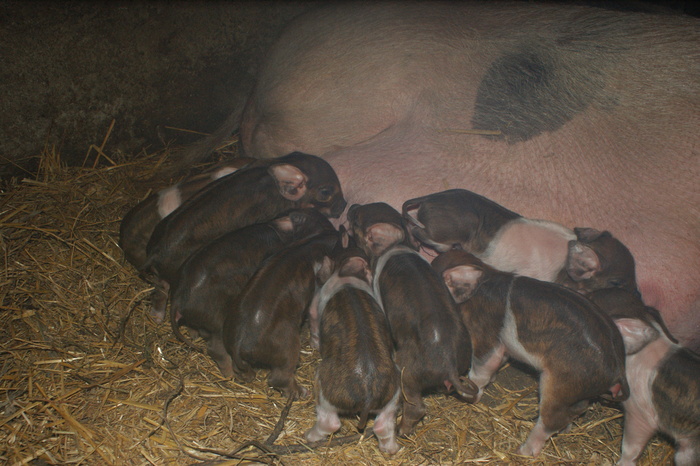 DSC08282 - porci
