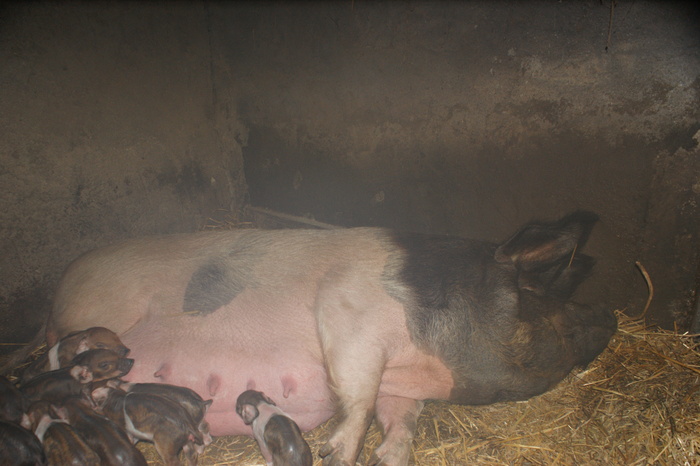 DSC08285 - porci