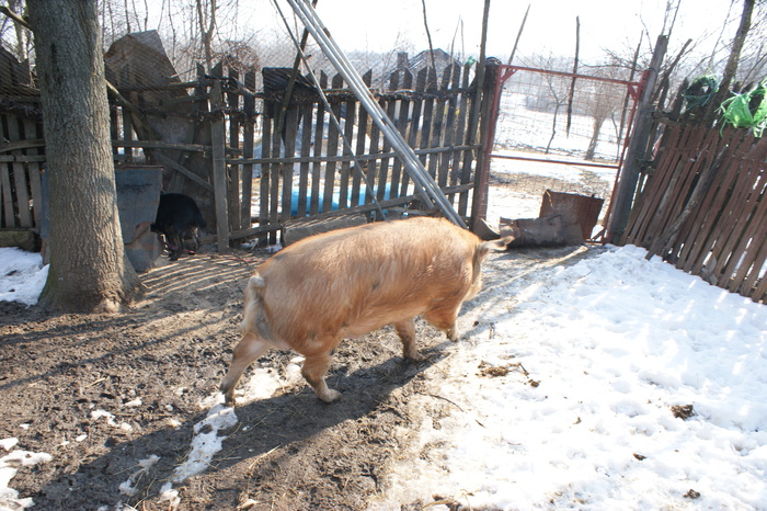 DSC08268 - porci