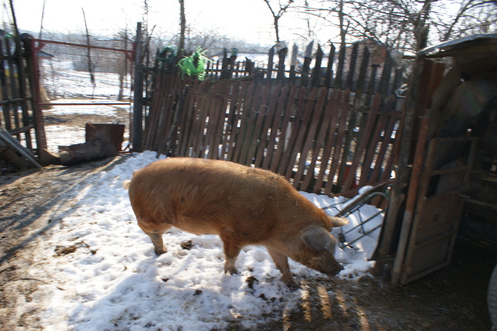 DSC08270 - porci