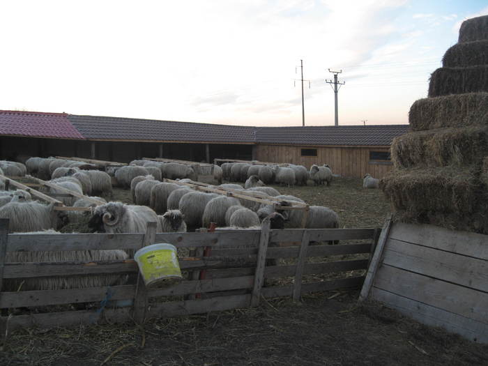 oile la iernat - caini ciobanesti romanesti crb crc crm si poate unii sunt metisi 1