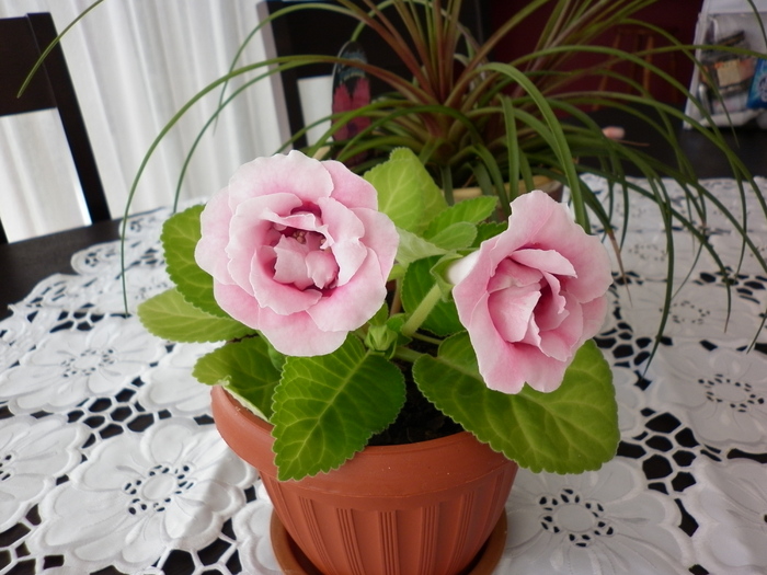 7.03.11 - Gloxinia