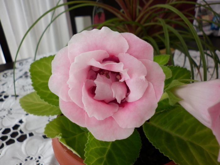 7.03.11 - Gloxinia