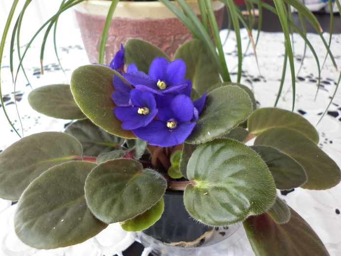 7.03.11 violeta - Gloxinia