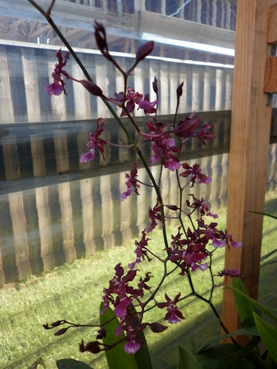 7.03.11 - Oncidium Sharry baby