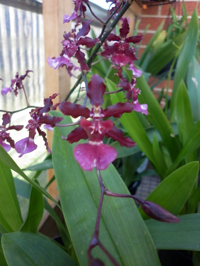 7.03.11 - Oncidium Sharry baby