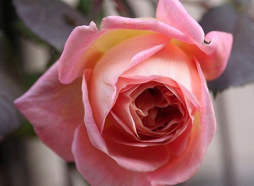 50112149_12620639_16573510