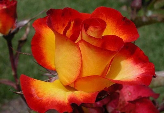 104043585_13051940_16571519