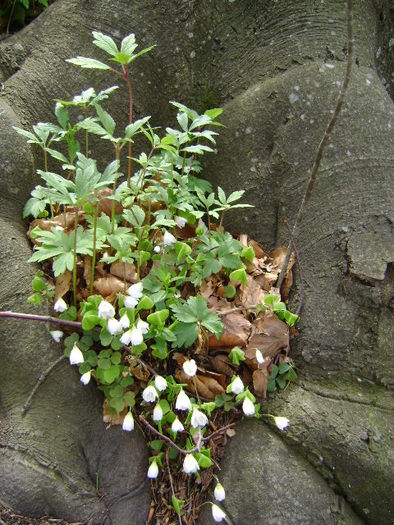 FLORI IN BRATELE COPACULUI
