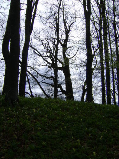 FLORI DE CIUBOTICA CUCULUI