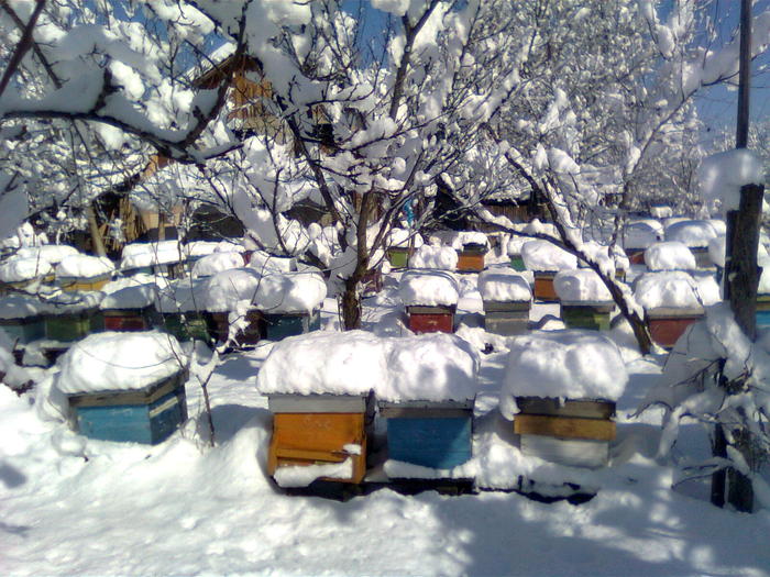 Imagine0589 - Imagini de iarna