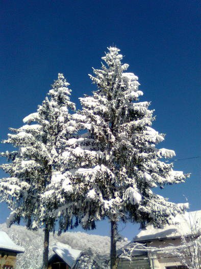 Imagine0585 - Imagini de iarna