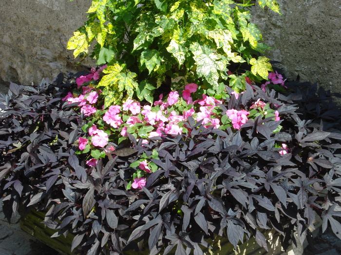 black ipomoea - Flori Gradini Parcuri