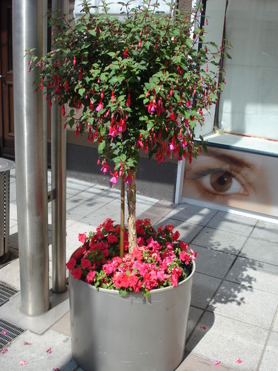 fuchsia tree - Flori Gradini Parcuri