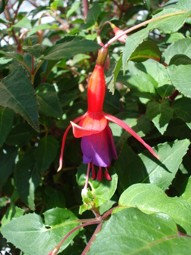 fuchsia - Flori Gradini Parcuri