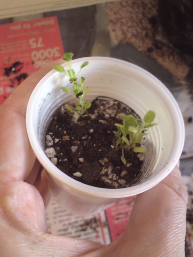 Sinningii - seminte (3)