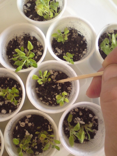 Sinningii - seminte (5)