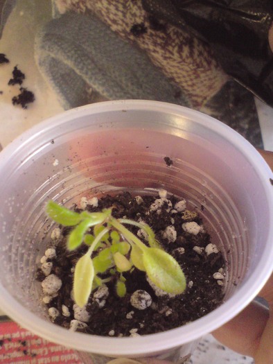 Sinningii - seminte (6)