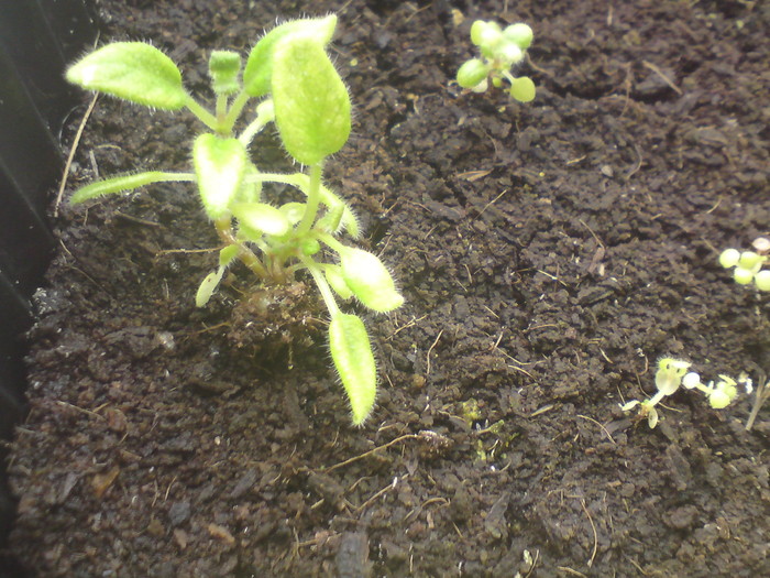 Sinningii - seminte (7)