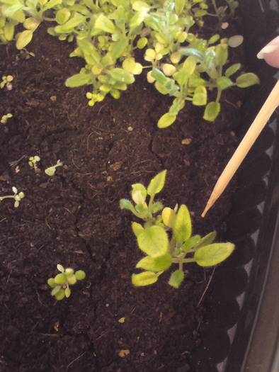 Sinningii - seminte (9)