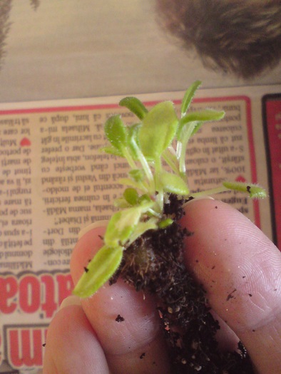 Sinningii - seminte (10)