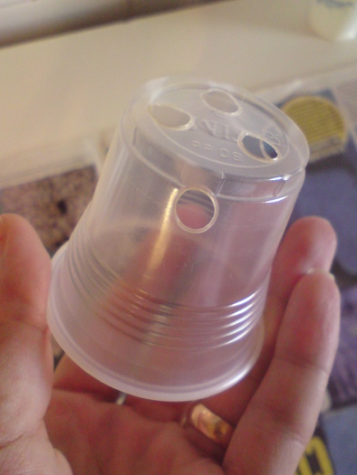 Sinningii - seminte (11)