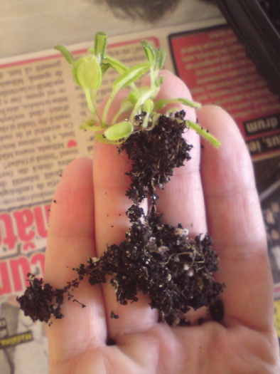 Sinningii - seminte (13)