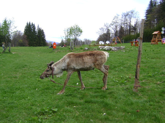 RUDOLF PLANGE DUPA MOS CRACIUN