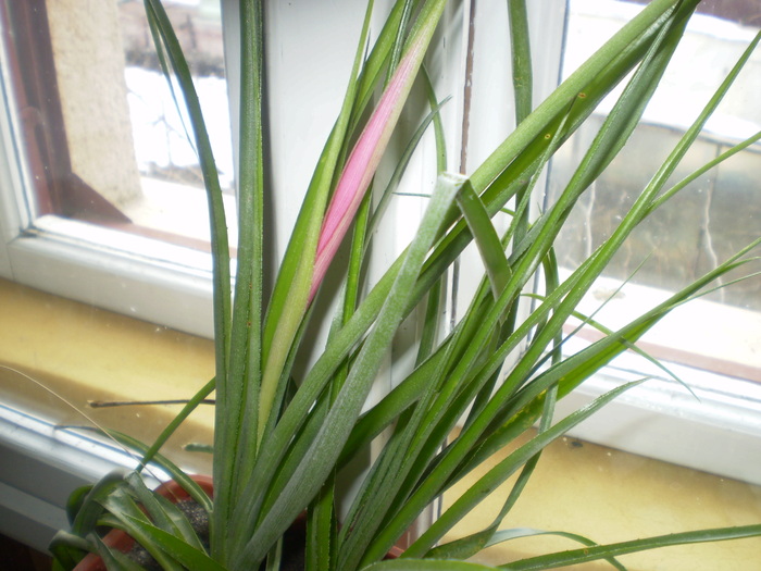 bilbergia; bilbergia cu un inceput de floare
