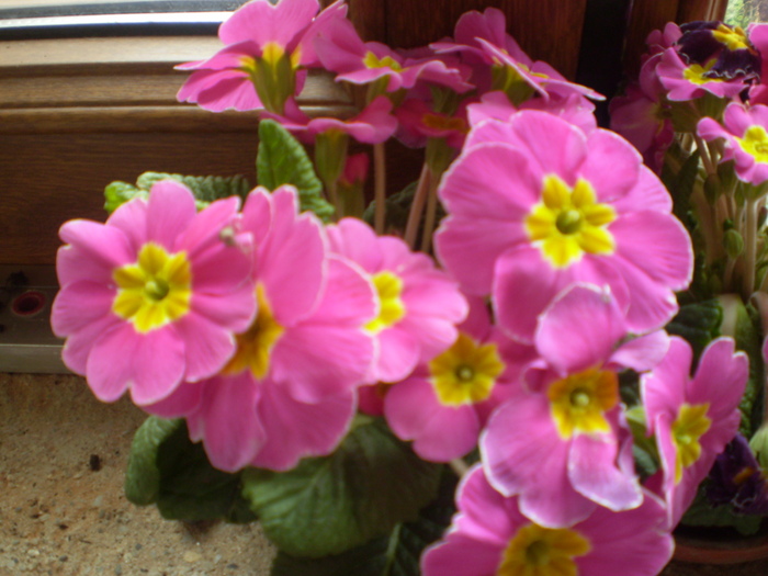 primula; primula
