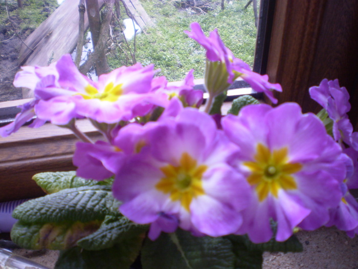 primula; primula
