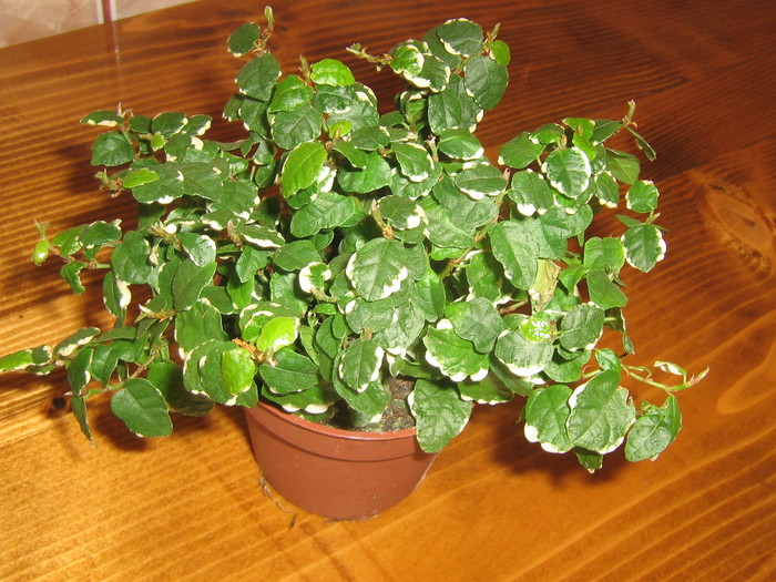 ficus pumila - Flori 2011