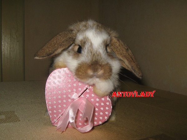 DE 8 MARTIE..........; CAP DE BERBEC FEMELA
