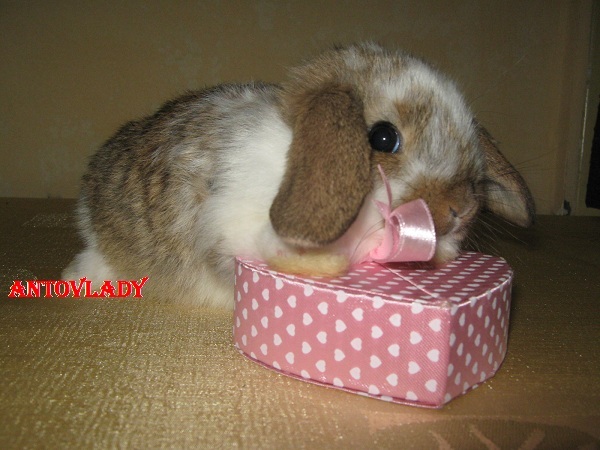 EU SUNT CADOUL TAU!!!!!; CAP DE BERBEC FEMELA
