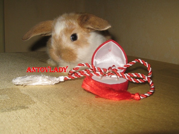 ITI DARUIESC UN INEL IN CEL..vandut; CAP DE BERBEC MASCUL vindut
