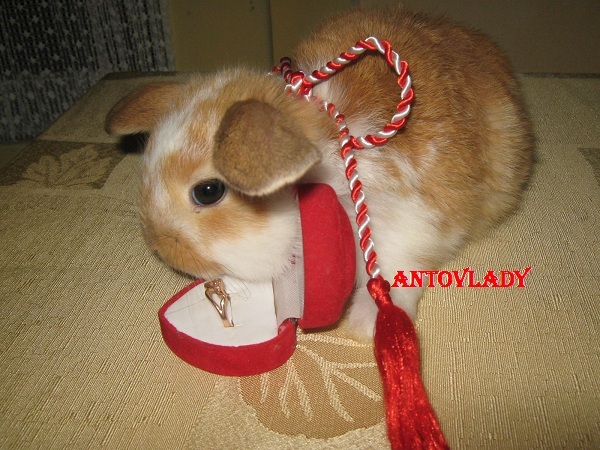 MAI ORIGINAL MOD!!!vandut; CAP DE BERBEC MASCUL
