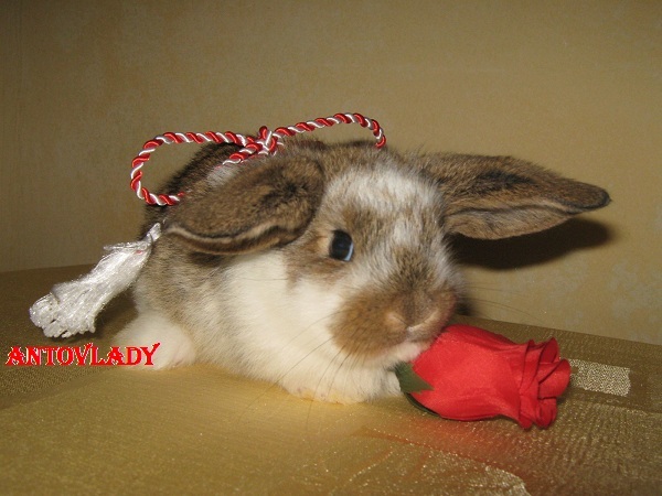 UN TRANDAFIR MICUT.........; CAP DE BERBEC MASCUL 2
