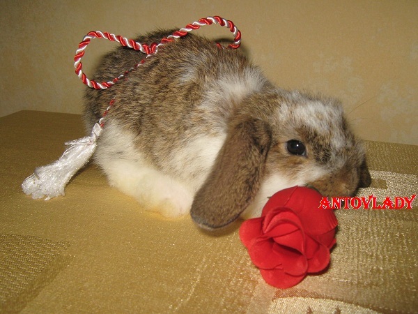 PENTRU CEA MAI DULCE........; CAP DE BERBEC MASCUL
