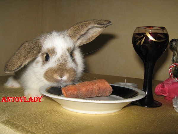 ATUNCI ITI VOI TINE EU COMPANIE!; CAP DE BERBEC MASCUL
