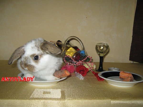 CU O CINA ROMANTICA!!!!!; CAP DE BERBEC MASCUL
