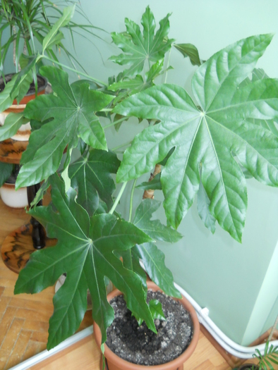 fatsia japonica - Plante