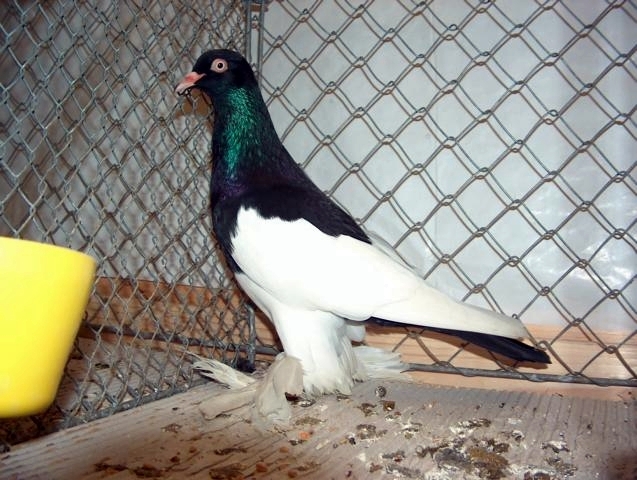 Berliner Langlatschige Tümmler - PORUMBEI