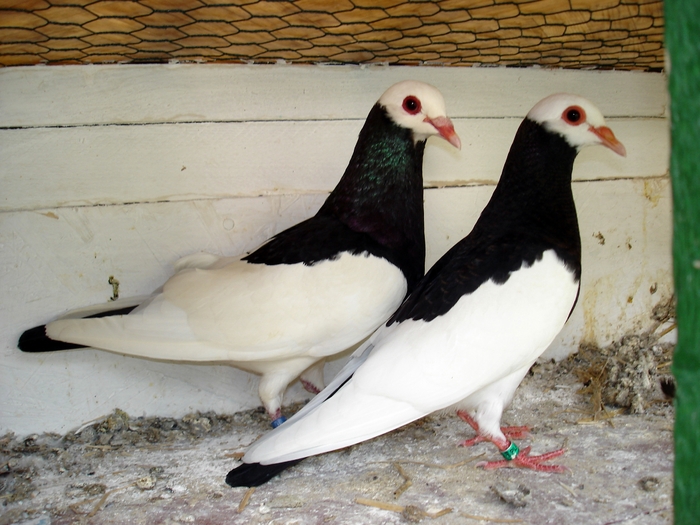 Bernhardiner Schecken