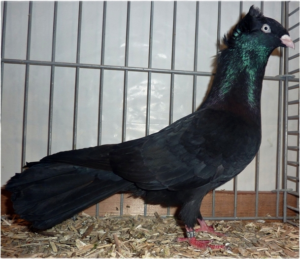 Danziger Hochflieger