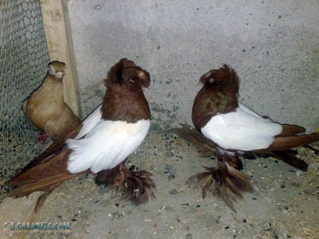 Dresdener Trommeltauben