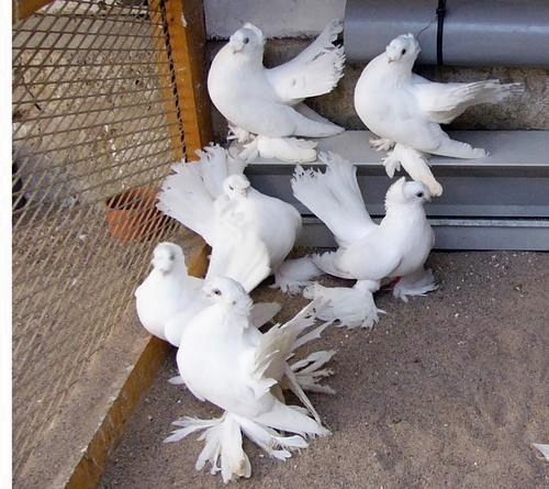 Eisker Doppelkuppige Positurtümmler