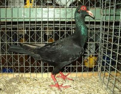 Französische Bagdetten