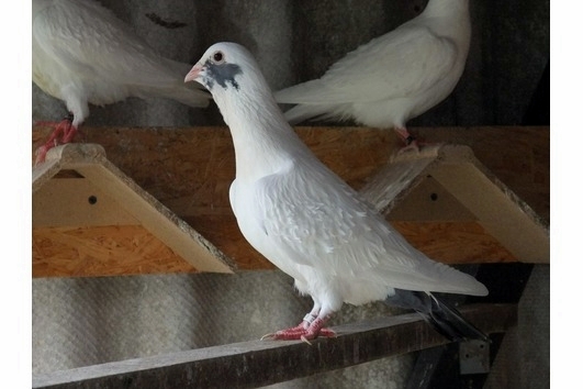 Gelockte Wammentauben